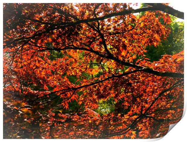 Maple Leaves Print by Jason Williams