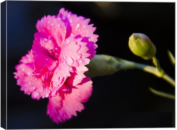 Pinks Canvas Print by David French