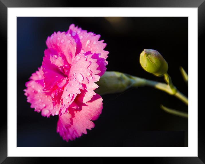 Pinks Framed Mounted Print by David French