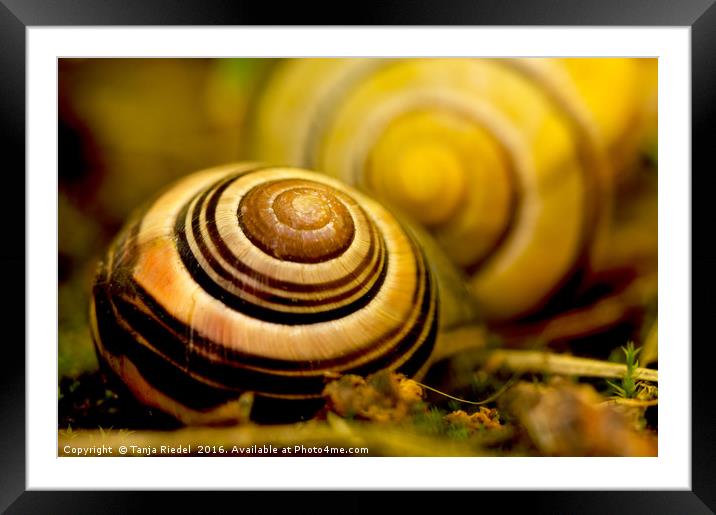 Snail shell close to the lens  Framed Mounted Print by Tanja Riedel