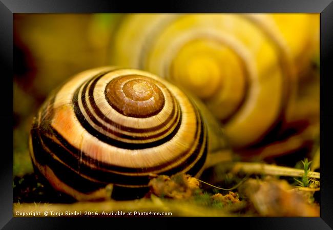 Snail shell close to the lens  Framed Print by Tanja Riedel