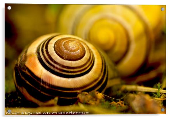 Snail shell close to the lens  Acrylic by Tanja Riedel