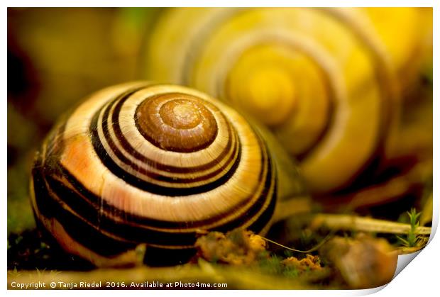 Snail shell close to the lens  Print by Tanja Riedel