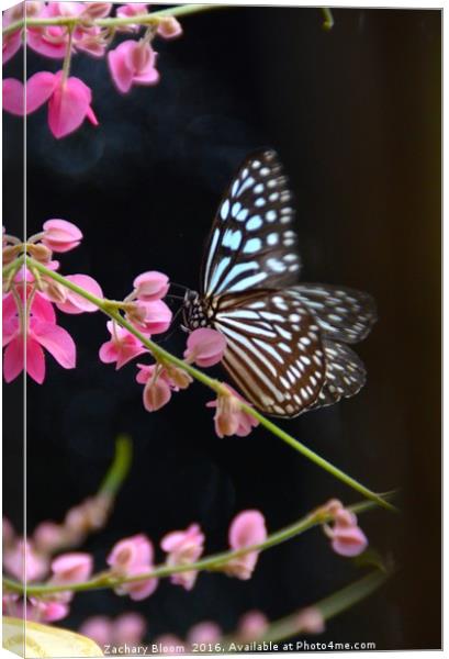 butterfly landing Canvas Print by Zachary Bloom