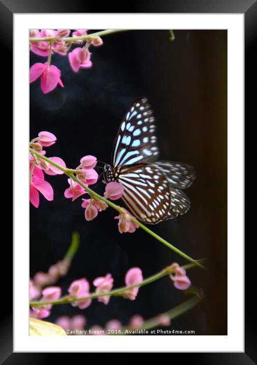 butterfly landing Framed Mounted Print by Zachary Bloom