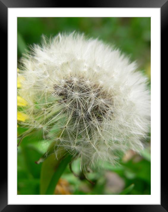 Dandelion Angel Framed Mounted Print by Jackson Photography