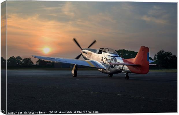 Red Tails Sunset Canvas Print by Antony Burch