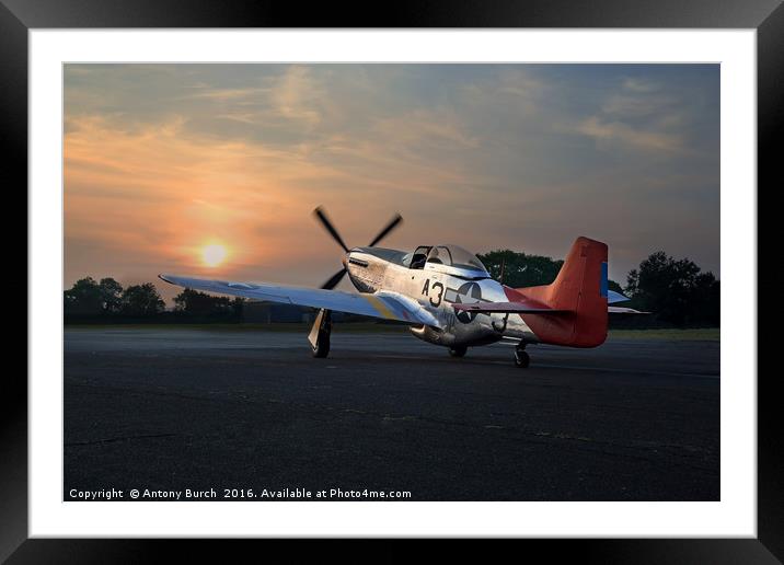 Red Tails Sunset Framed Mounted Print by Antony Burch