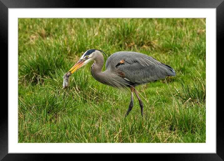 The Heron's Catch Framed Mounted Print by Belinda Greb