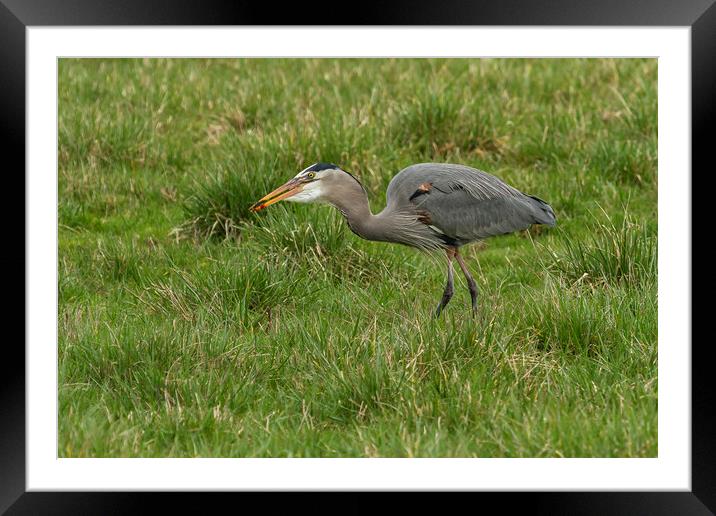 Swallowing the Catch Framed Mounted Print by Belinda Greb