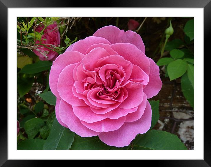 Gertrude Jekyll Rose Framed Mounted Print by William Coulthard