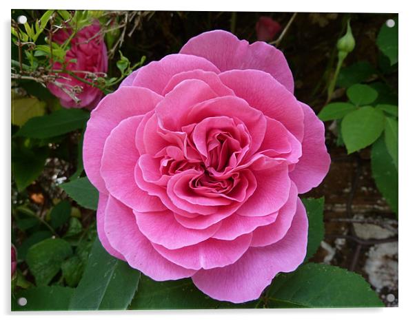 Gertrude Jekyll Rose Acrylic by William Coulthard