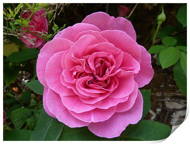 Gertrude Jekyll Rose Print by William Coulthard