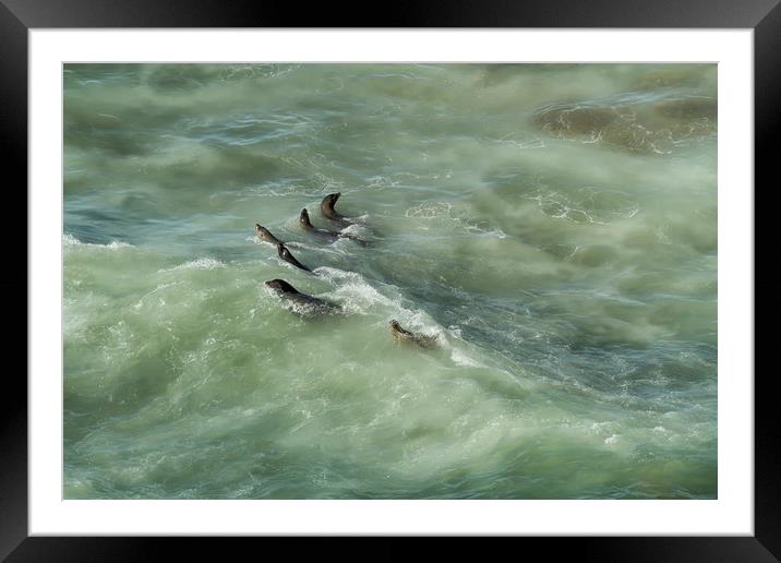 Sea Lions Cavorting in a Green Sea Framed Mounted Print by Belinda Greb