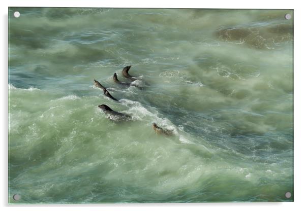Sea Lions Cavorting in a Green Sea Acrylic by Belinda Greb