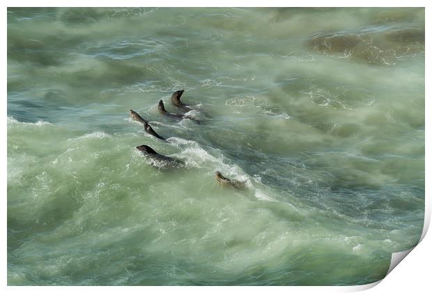 Sea Lions Cavorting in a Green Sea Print by Belinda Greb