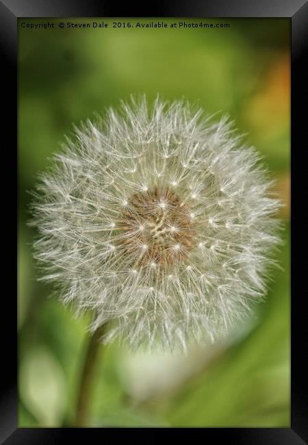 Unassuming Beauty: The Quintessential Dandelion Framed Print by Steven Dale