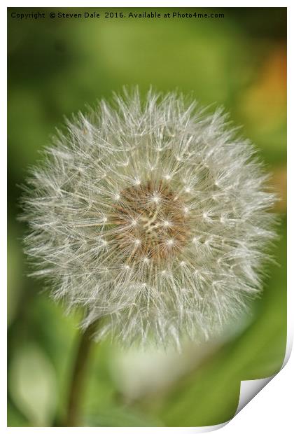 Unassuming Beauty: The Quintessential Dandelion Print by Steven Dale
