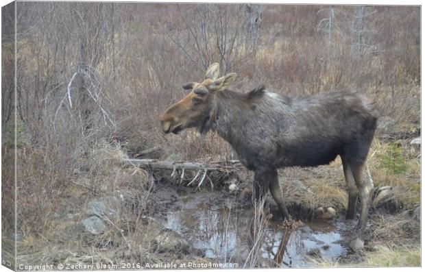 Wild Moose Canvas Print by Zachary Bloom