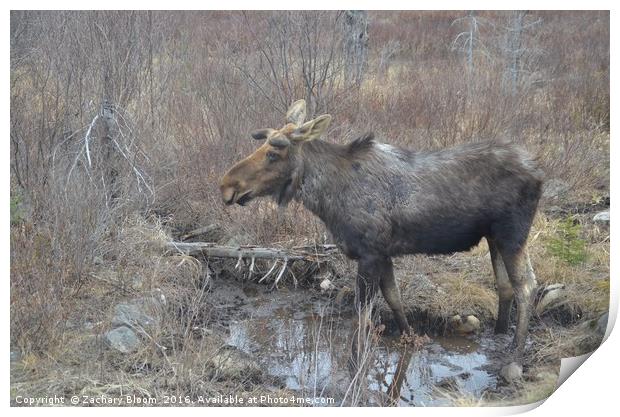 Wild Moose Print by Zachary Bloom