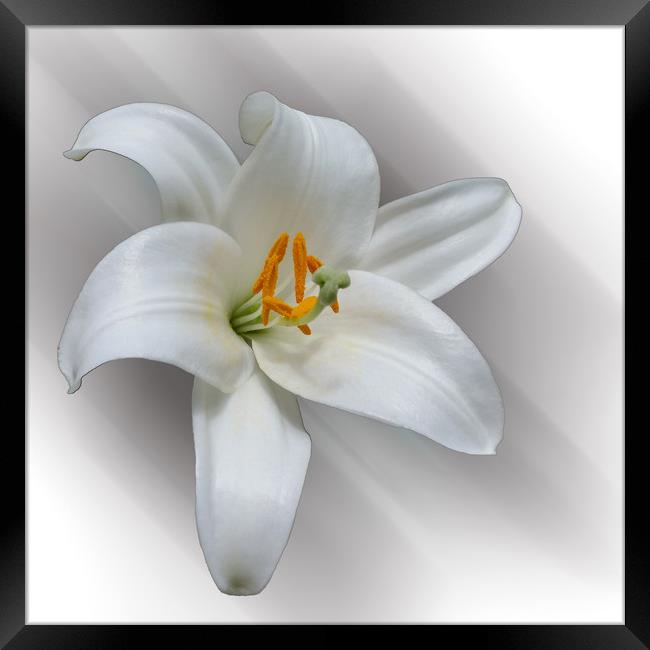 white lily Framed Print by Marinela Feier