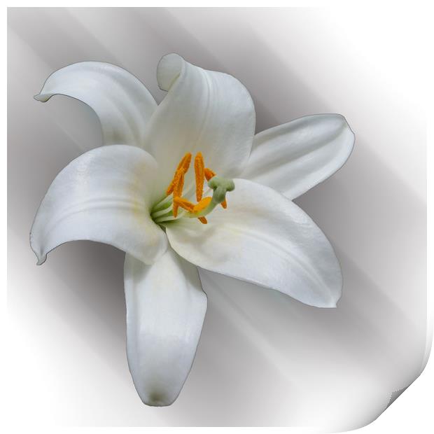 white lily Print by Marinela Feier