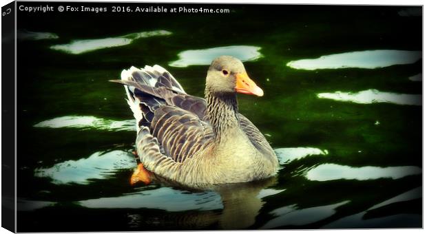 Greylag goose Canvas Print by Derrick Fox Lomax