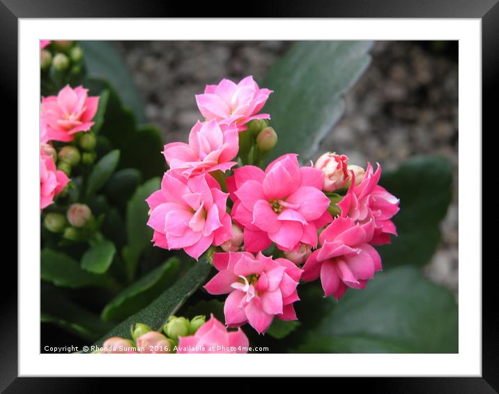 Pink Flowering Kalanchoe. Framed Mounted Print by Rhonda Surman