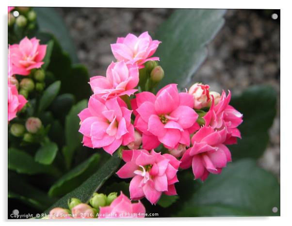 Pink Flowering Kalanchoe. Acrylic by Rhonda Surman