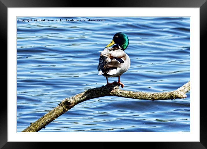 A Mallard turns its back on a portrait session. Framed Mounted Print by Frank Irwin