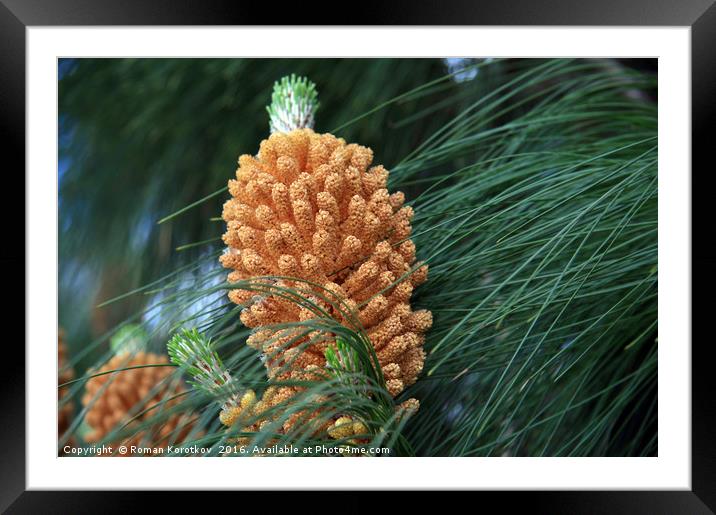 Pine cone Framed Mounted Print by Roman Korotkov