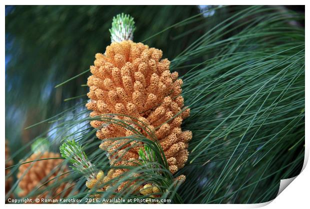 Pine cone Print by Roman Korotkov