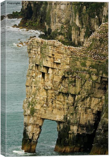 CLIFF BIRDS Canvas Print by andrew saxton