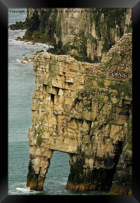 CLIFF BIRDS Framed Print by andrew saxton