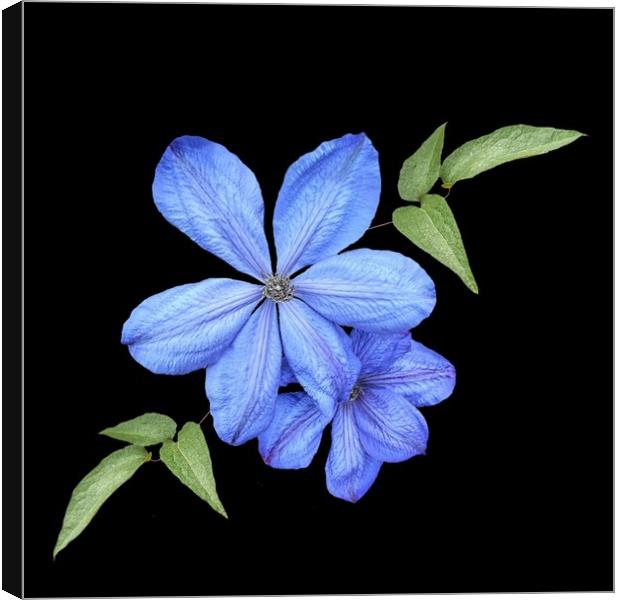 Clematis in the garden Canvas Print by Henry Horton