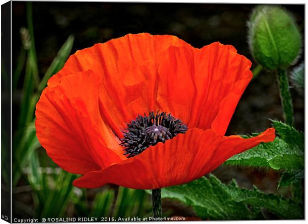 "RED GARDEN POPPY" Canvas Print by ROS RIDLEY