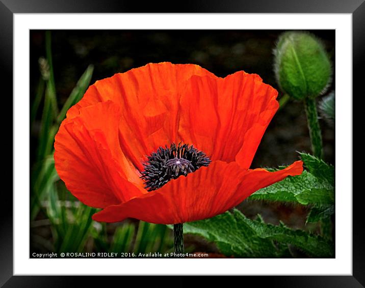 "RED GARDEN POPPY" Framed Mounted Print by ROS RIDLEY