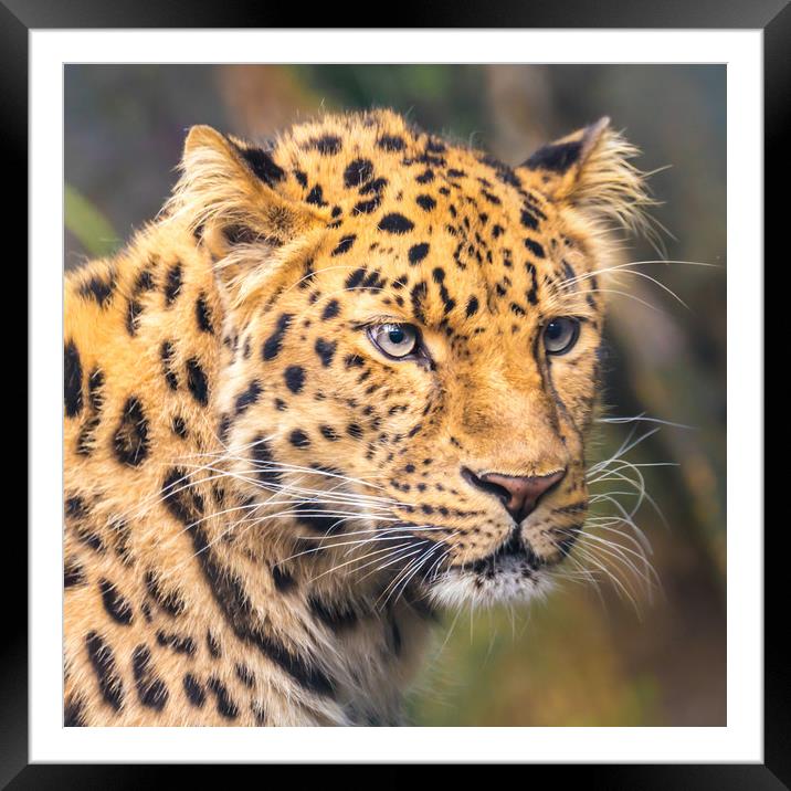 Amur Leopard Framed Mounted Print by Jim Hughes