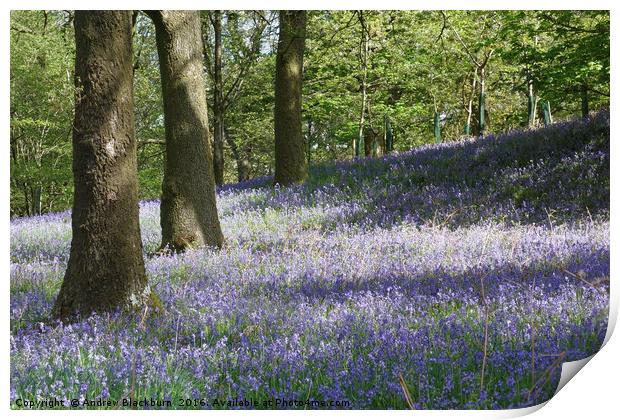 Bluebells in the springtime... Print by Andy Blackburn