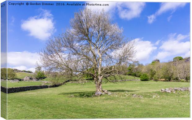 A Majestic Tree in a Field in Snowdonia North Wale Canvas Print by Gordon Dimmer