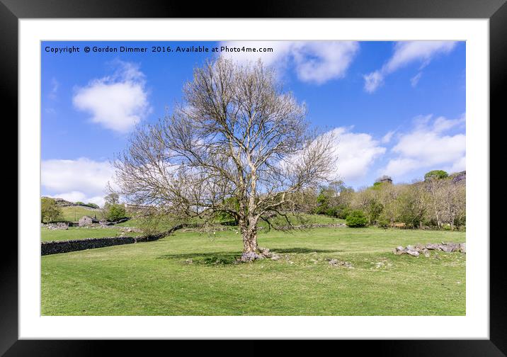 A Majestic Tree in a Field in Snowdonia North Wale Framed Mounted Print by Gordon Dimmer