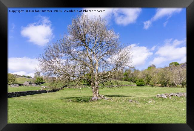 A Majestic Tree in a Field in Snowdonia North Wale Framed Print by Gordon Dimmer