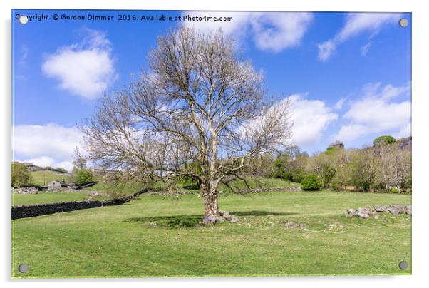 A Majestic Tree in a Field in Snowdonia North Wale Acrylic by Gordon Dimmer