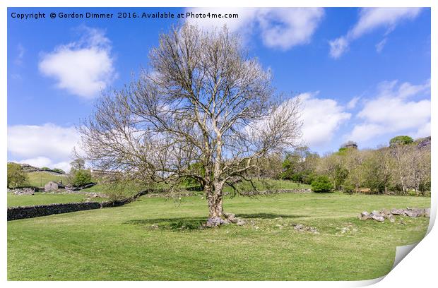 A Majestic Tree in a Field in Snowdonia North Wale Print by Gordon Dimmer