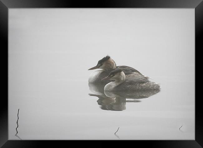 GREBES IN THE MIST Framed Print by Anthony R Dudley (LRPS)