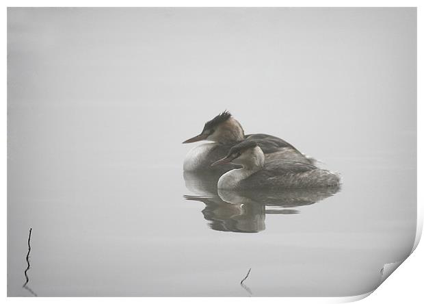 GREBES IN THE MIST Print by Anthony R Dudley (LRPS)