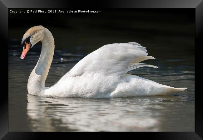 Mute Swan on a Lake Framed Print by Paul Fleet