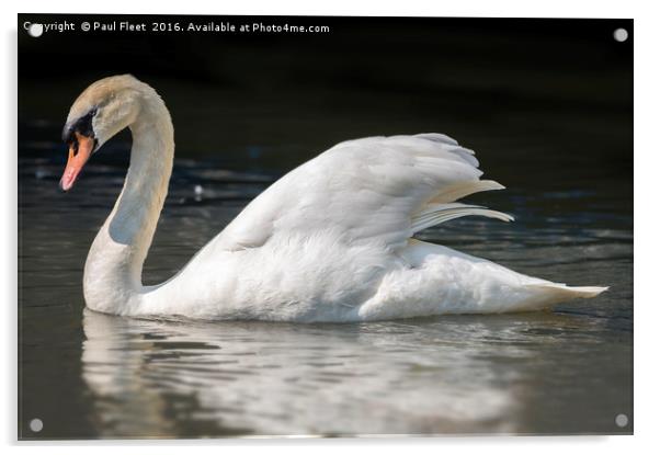 Mute Swan on a Lake Acrylic by Paul Fleet