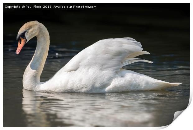 Mute Swan on a Lake Print by Paul Fleet