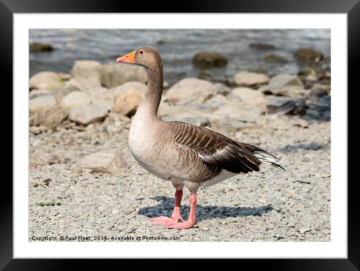 Greylag Goose by a Lake Framed Mounted Print by Paul Fleet
